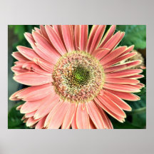 Gerbera Daisy Poster