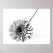 Gerbera Daisy Poster