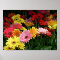 Gerbera Daisy Print