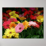 Gerbera Daisy Print