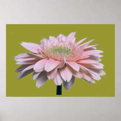 Gerbera Daisy Posters by roimim