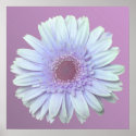 Gerbera Daisy posters