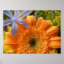 "Gerbera daisy" poster