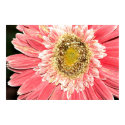 Gerbera Daisy Poster, Version B posters
