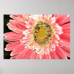 Gerbera Daisy Poster, Version B