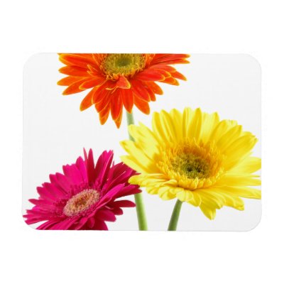 Gerbera Daisy Magnet
