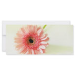 Gerbera Daisy Rack Card Template