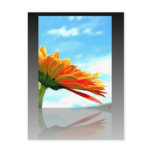 Gerbera Daisy Reflection Postcard Gerbera Daisy Reflection Postcard