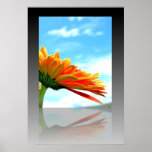 Gerbera Daisy Reflection Print Gerbera Daisy Reflection Print