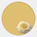 Gerbera Daisy Round Sticker