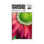 Gerbera Daisy Stamp