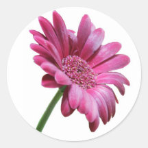 Gerbera Daisy Sticker