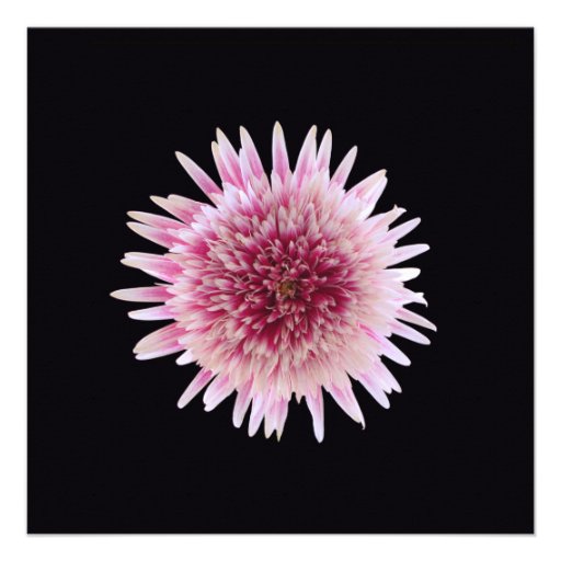 Gerbera Daisy Wedding Reception Only Invitation