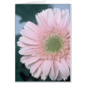 Gerbera Diasy cards