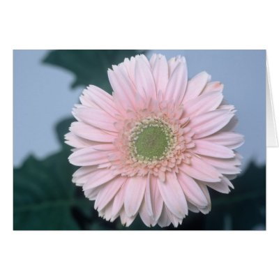 Gerbera Diasy Cards by roimim
