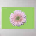 Gerbera Diasy posters