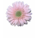 Gerbera Diasy t-shirts
