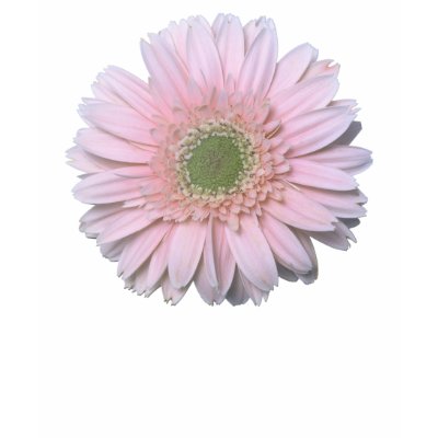 Gerbera Diasy T-shirts by roimim