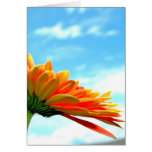 Gerbera Flower and Sky Greeting Cards