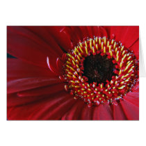 Gerbera Flower card cards