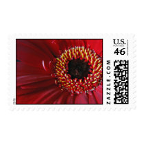 Gerbera Flower postage stamps