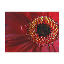Gerbera Flower postcards postcards