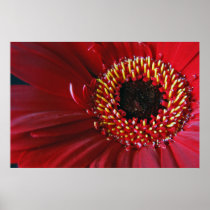 Gerbera Flower print posters