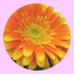 Gerbera Flower Sticker stickers