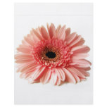 Gerbera Flyer Design