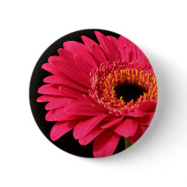 Gerbera in pink buttons