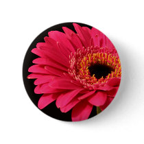 Gerbera in pink buttons
