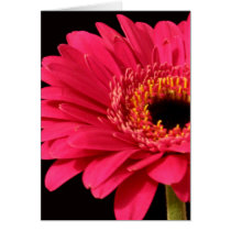 Gerbera in pink cards