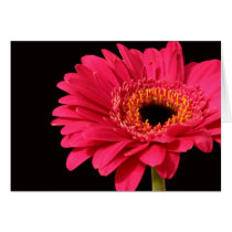Gerbera in pink cards