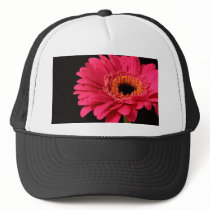 Gerbera in pink hats