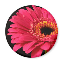 Gerbera in pink magnets