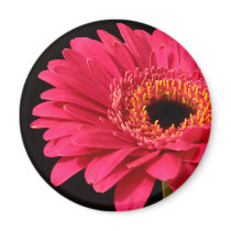 Gerbera in pink magnets
