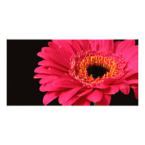 Gerbera in pink photo cards