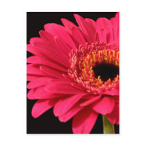 Gerbera in pink postcards