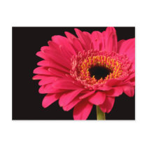 Gerbera in pink postcards
