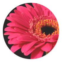 Gerbera in pink stickers