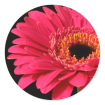 Gerbera in pink stickers