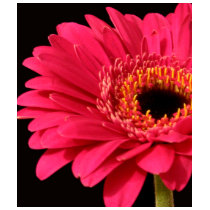 Gerbera in pink t-shirts