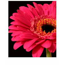 Gerbera in pink t-shirts