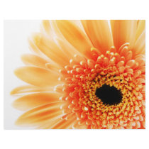 Gerbera Letterhead Design