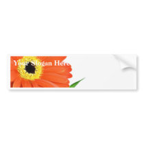 Gerbera On White Background bumper stickers by lifesphere Gerbera On White Background bumper stickers