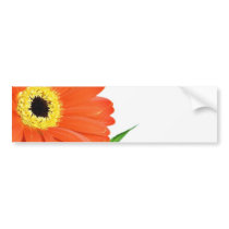 Gerbera On White Background bumper stickers by lifesphere Gerbera On White Background bumper stickers
