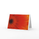 Gerbera - Orange cards by Snowhawk Gerbera - Orange cards