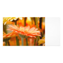 gerbera customized photo card