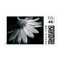 Gerbera Postage Stamp