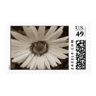 Gerbera Postage Stamps
